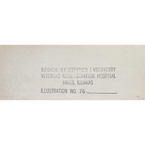 An Atlas of Human Anatomy Vol 1 & 2 by Carl Toldt - 1941 and 1948 Hardcover - Picture 7 of 13